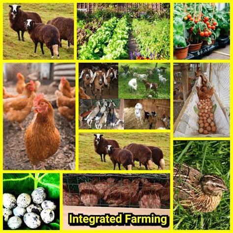 What Is Integrated Farming and Its Benefits - Mazero agrifood company