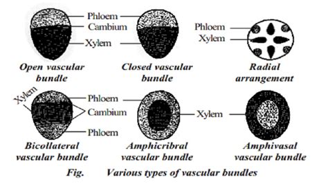 Vascular tissue system