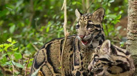 Clouded Leopard | San Diego Zoo Animals & Plants