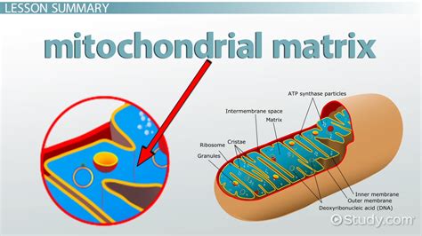 Mitochondrial Matrix | Overview, Parts & Function - Video & Lesson ...