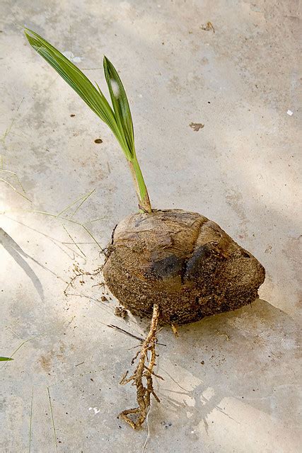 Coconut - Germination | Flickr - Photo Sharing!