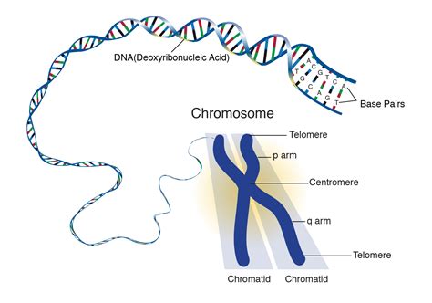 Chromosome