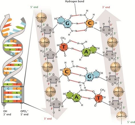 Discovery of DNA Double Helix: Watson and Crick | Learn Science at Scitable