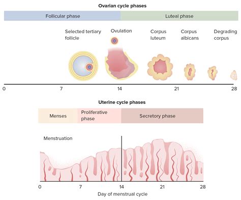 Ovarian Cycle Flow Chart