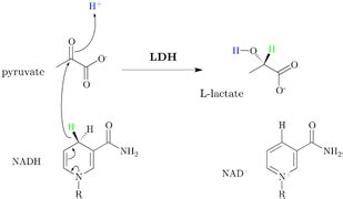 What is Lactate dehydrogenase's ( LDH ) function? - Biochemistry and ...