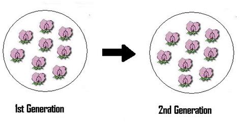 Biology Vocabulary Terms: Genetic Equilibrium