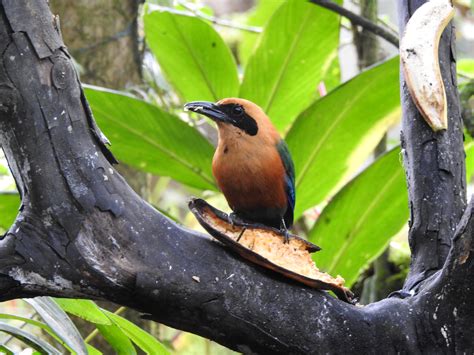 Mindo Birdwatching - Birdwatcing tour Mindo - Birds of Ecuador