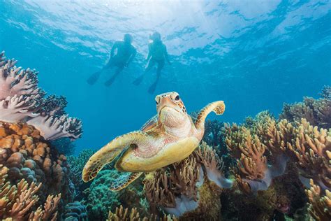 5 Stunning Locations to See Turtles on the Great Barrier Reef Near ...