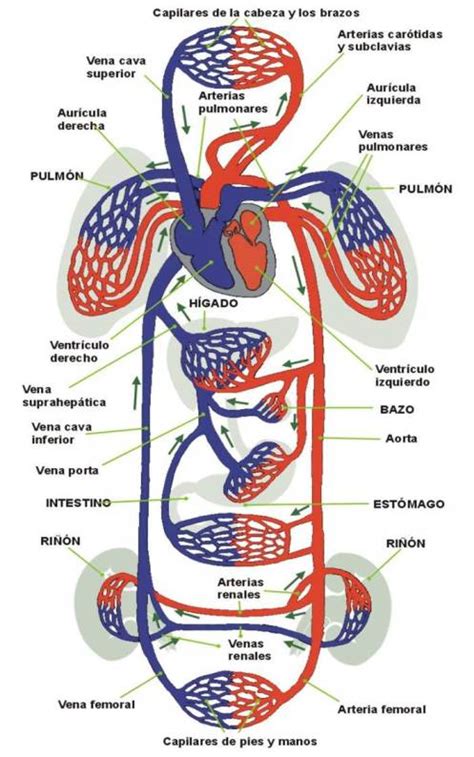 Sistema cardiovascular dibujo - Imagui