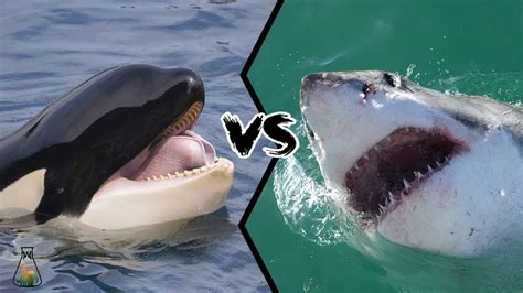 Great White Shark Vs Killer Whale Who Would Win