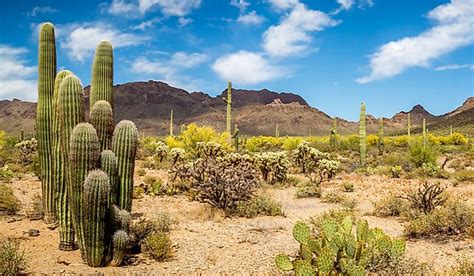 What Are The Special Adaptations Of Desert Plants? - WorldAtlas