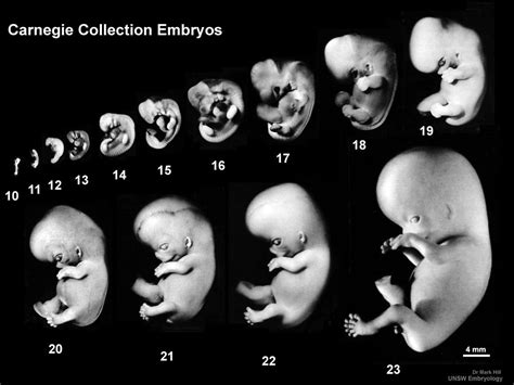 Human Embryology | IntechOpen