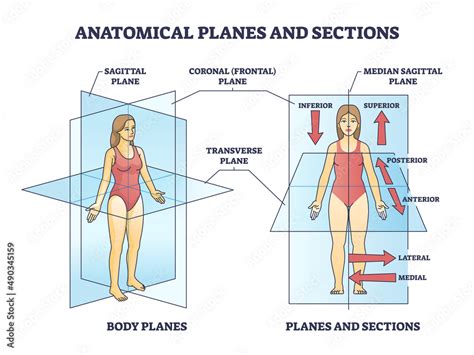 Obraz Anatomical planes or sections for human medical body division ...