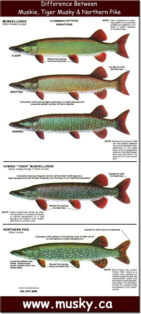 Tiger Musky Northern Pike Difference Chart | Trout fishing tips, Musky ...