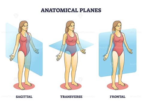 Anatomical planes examples for medical human body transection outline ...