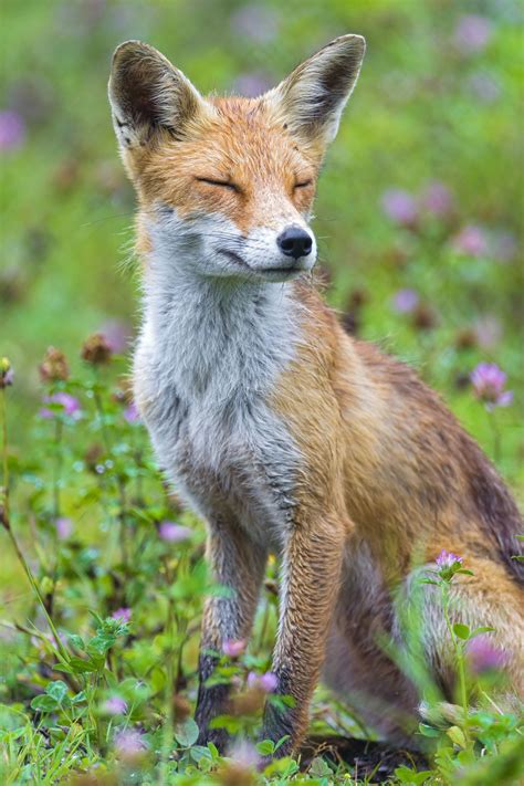 Sitting cute fox | by Tambako The Jaguar Reptiles, Mammals, Animals And ...