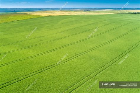 Aerial view of a green barley field with tire lines impressed in the ...