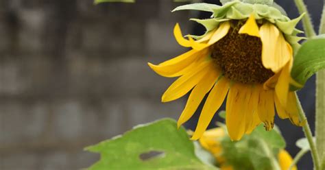 Sunflower Blooming Season and Care – Self Gardener