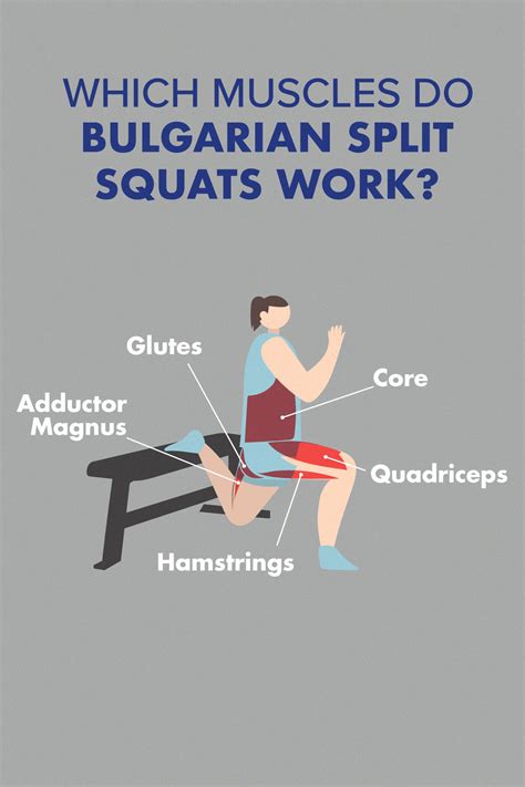 Squat Exercise Muscles Being Worked