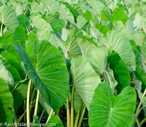 Rourou (taro leaves) recipe – PacificIslandRecipe.com