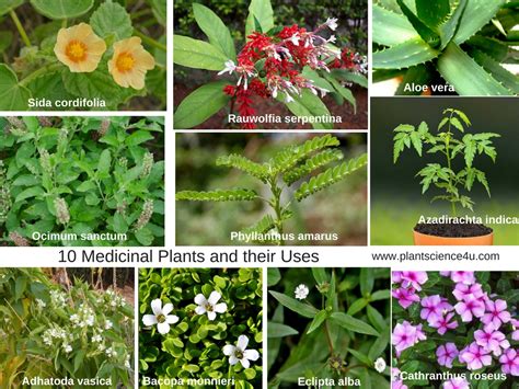 list of medicinal plant in malaysia - Stephanie Jackson