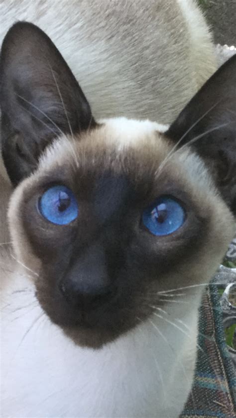 Siamese cat eyes. Blue cat eyes. This is my cat. | Siamese cats, Cats ...