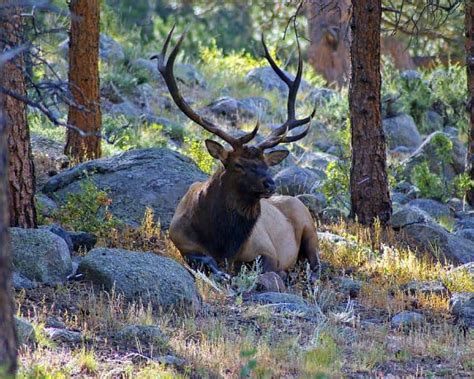 Animals Your Kids Might Spot In The Rocky Mountains - Tripelle