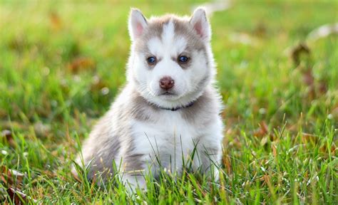 Everything you need to know about Husky Dogs and Husky Puppies - BestToPets