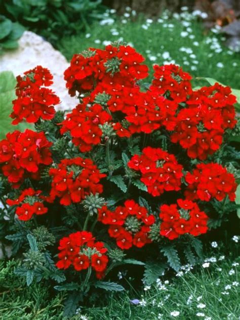 17 Low-Maintenance Plants and Dwarf Shrubs | Jardins perenes ...