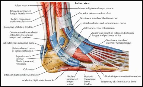 Page not found | Ankle anatomy, Ankle tendonitis, Foot anatomy