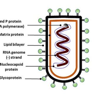 Replication of rabies virus inside the host cell. A: attachment, B ...