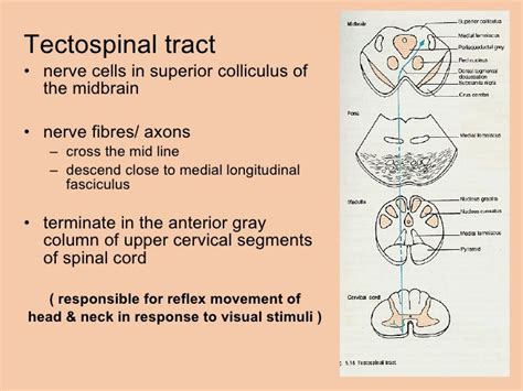 Tectospinal Tract Pathway