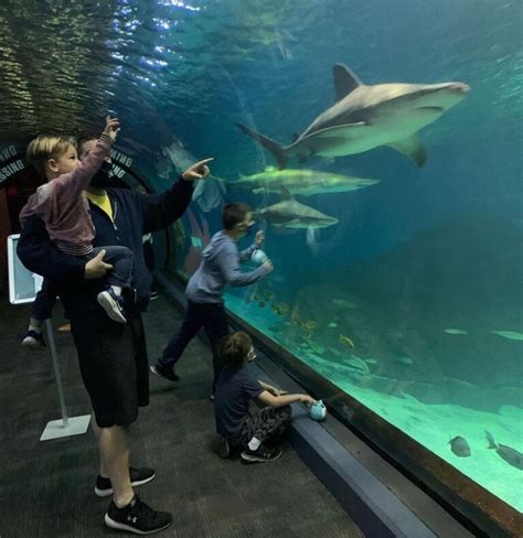 Camden Adventure Aquarium in NJ: An Underwater Experience