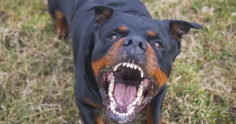 How Strong Is A Rottweilers Jaw