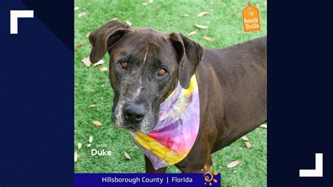 Hillsborough County animal shelter waives adoption fees for dogs | wtsp.com