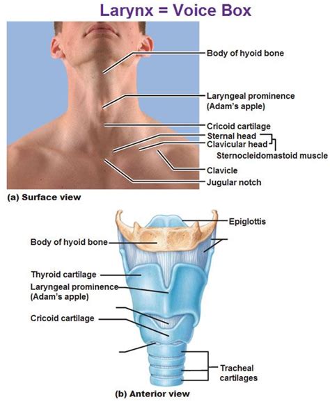 larynx voice box, hyoid bone, laryngeal prominence, adam's apple ...