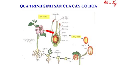 QUÁ TRÌNH SINH SẢN CỦA THỰC VẬT HẠT KÍN - YouTube