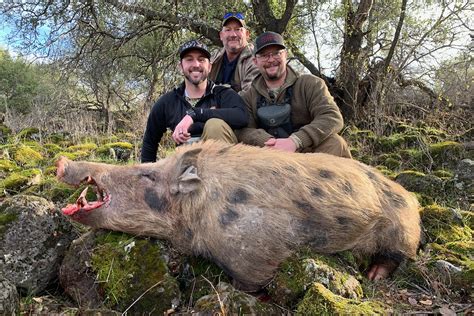 Wild Pig Hunting in California, Kirk Portocarrero Professional Guide ...