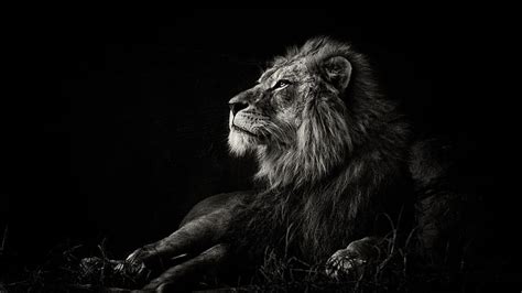 HD wallpaper: wildlife, black, black and white, lion, mammal ...