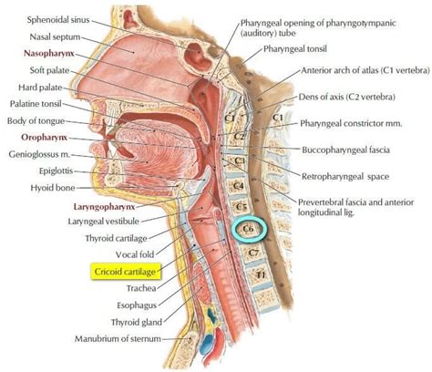 Cricoid cartilage at C6 vertebral level image | Respiratory system ...