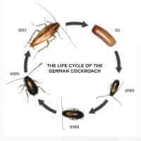 Life Cycle Of German Cockroach | Roach | cockroach | Insect