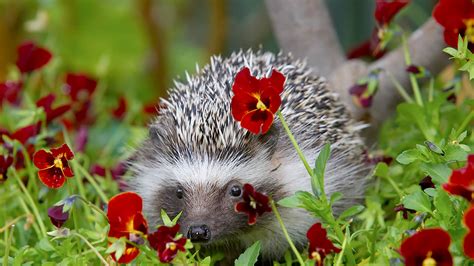 Can Dogs Hear Hedgehogs