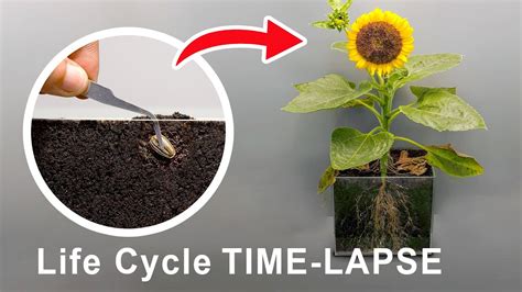 Life Cycle Of Sunflower Time Lapse 75 Days - Seed to Seeds - YouTube