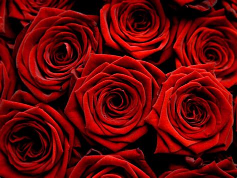 Beautiful Red Roses - Roses Photo (34610980) - Fanpop