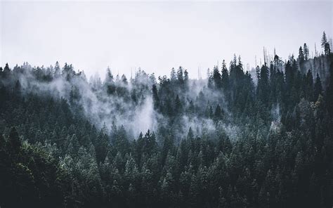 Green, forest, fog, nature, trees, dawn, 16:10, , , background, 3116 ...