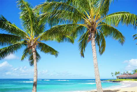 Palm trees on the sandy beach in Hawaii Photograph by Elena Chukhlebova ...