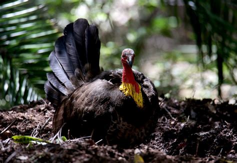 Brush Turkeys in Strata – July/August nest building season - Strata Life