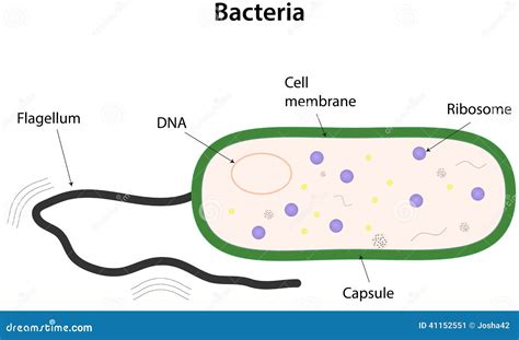 Bacterial Cell Diagram