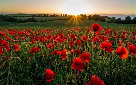 Download wallpapers poppy field, sunset, meadow, poppies, evening ...