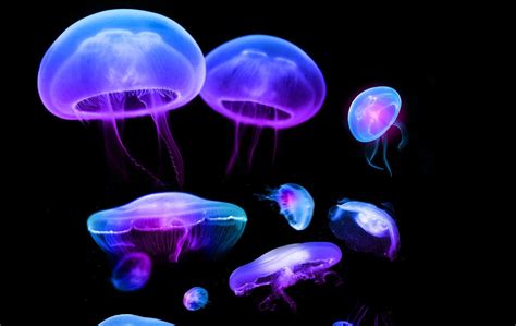 Cartoon Jellyfish Wallpapers - Top Free Cartoon Jellyfish Backgrounds ...